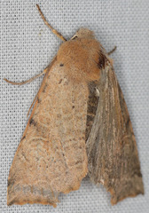 Perigonica angulata