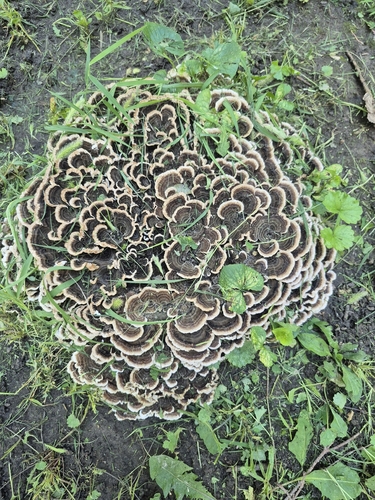 turkey-tail