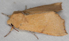 Perigonica angulata