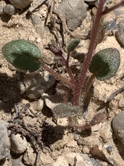 Phacelia barnebyana