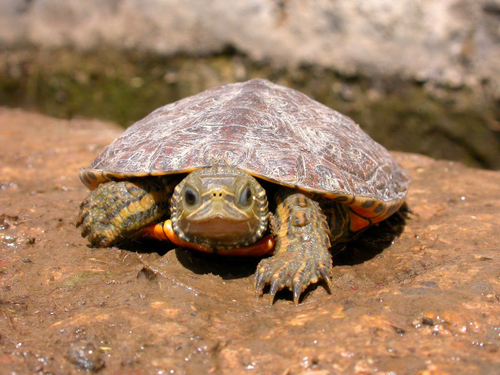 Caspian Turtle