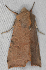 Perigonica angulata