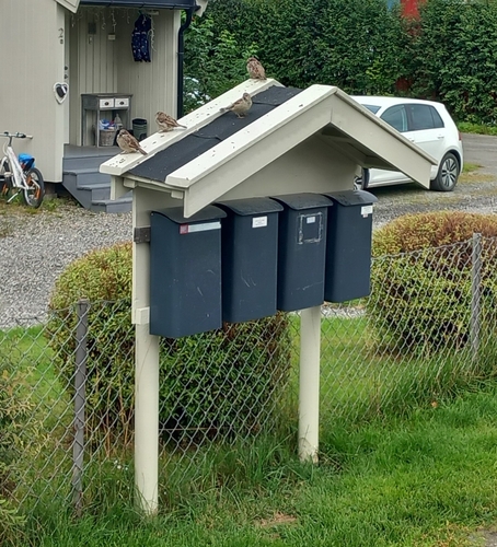 House Sparrow