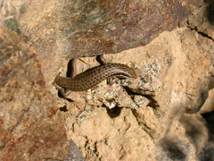 Heremites septemtaeniatus