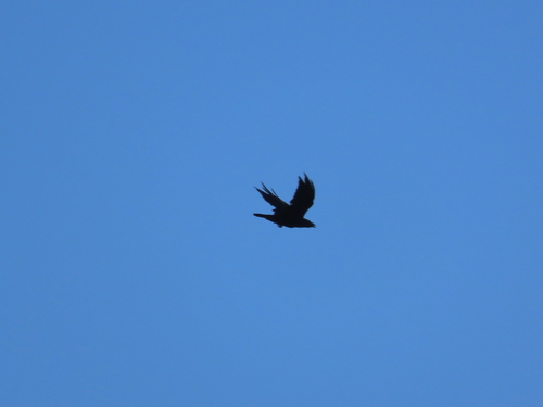 Common Raven