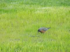 Turdus migratorius