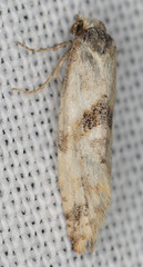 Platphalonidia felix