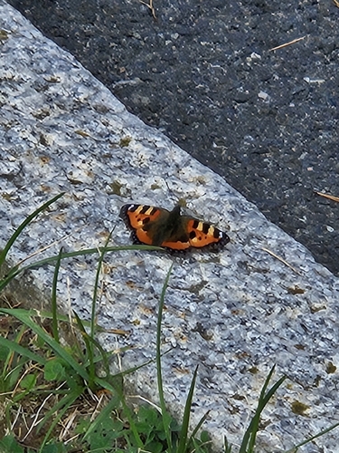 Small Tortoiseshell