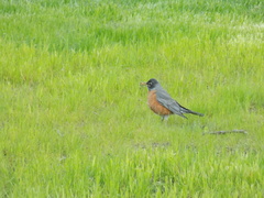 Turdus migratorius