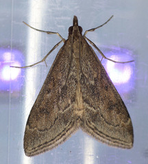 Pyrausta napaealis