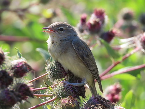 Garden Warbler