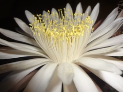 Nyctocereus serpentinus