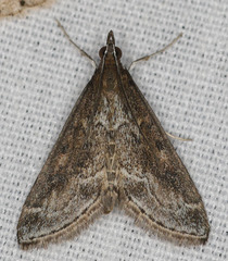 Pyrausta napaealis