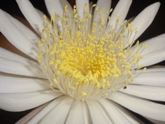 Nyctocereus serpentinus