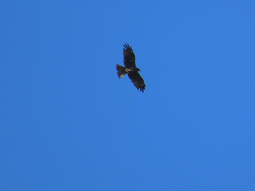 Black Kite