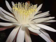 Nyctocereus serpentinus