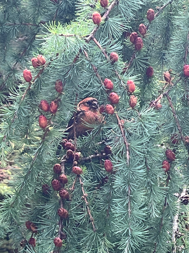 White-winged Crossbill
