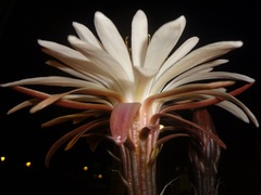 Nyctocereus serpentinus