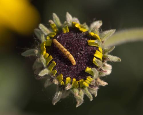 iNaturalist observation photo of Pug Moths