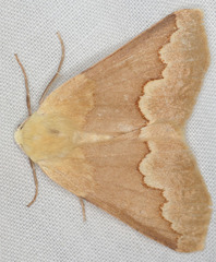 Sabulodes spoliata