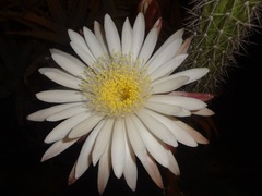 Nyctocereus serpentinus