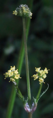 Sanicula bipinnata