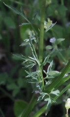 Sanicula bipinnata