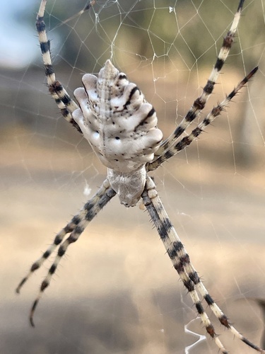 Lobed Argiope