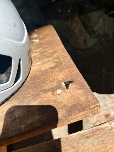 Anthracite Bee-Fly