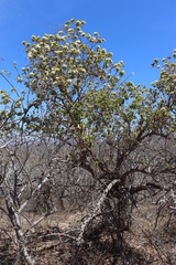 Nahuatlea arborescens