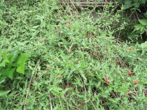Oenothera laciniata, photograph 5