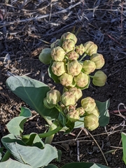 Asclepias cryptoceras davisii