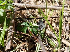 Celastrina lucia