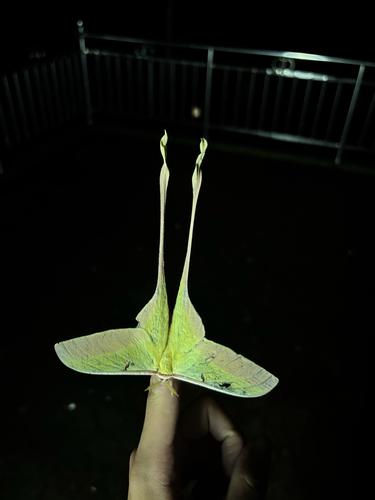 Chinese Moon Moth