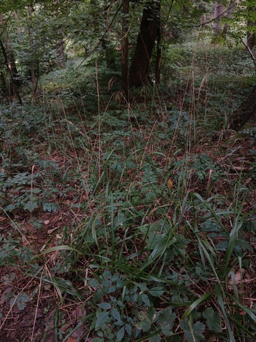 Festuca altissima observed 2026-08-17