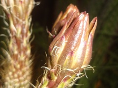 Nyctocereus serpentinus