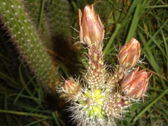 Nyctocereus serpentinus
