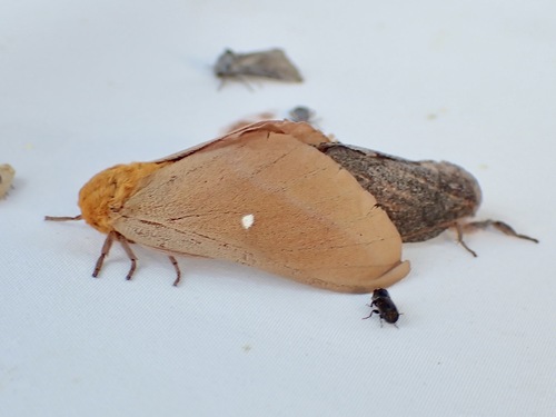 Oslar's Oakworm Moth photo 4