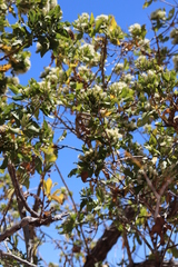 Nahuatlea arborescens
