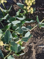 Asclepias cryptoceras davisii