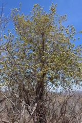 Nahuatlea arborescens