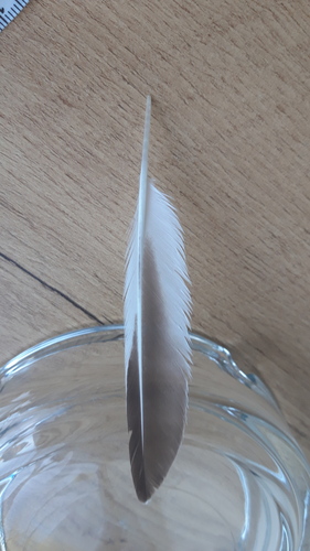 Plume de Tournepierre à collier