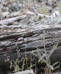 Streptanthus insignis