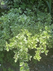 Macrolearia colensoi