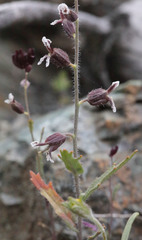 Streptanthus insignis