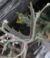 Streptanthus insignis