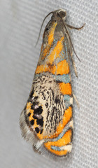 Thaumatographa regalis
