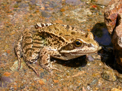 Rana macrocnemis