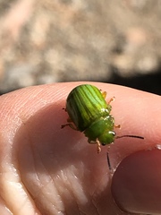 Calomela pallida