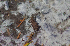 Dyslobus denticulatus